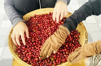 Việt Nam là nguồn cung cà phê thứ 3 cho Hoa Kỳ