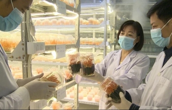 Trồng nấm đông trùng hạ thảo: Mô hình thoát nghèo của bà con vùng núi Lai Châu