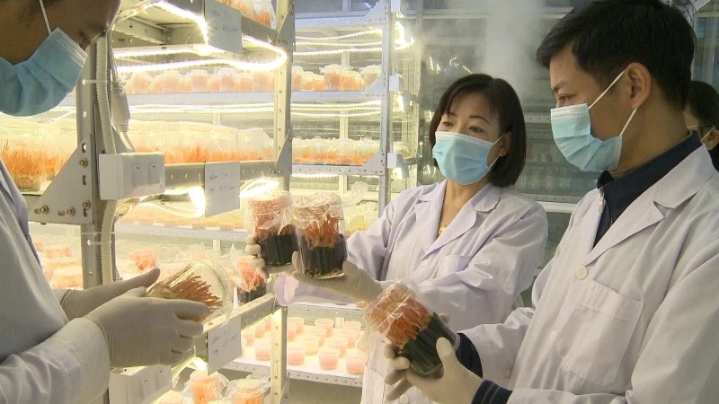 Xúc tiến tiêu thụ sản phẩm đông trùng hạ thảo Xúc tiến tiêu thụ sản phẩm đông trùng hạ thảo