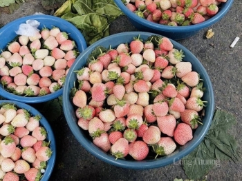 'Sốt xình xịch' dâu tây Bạch Tuyết giá rẻ trên 'chợ mạng'