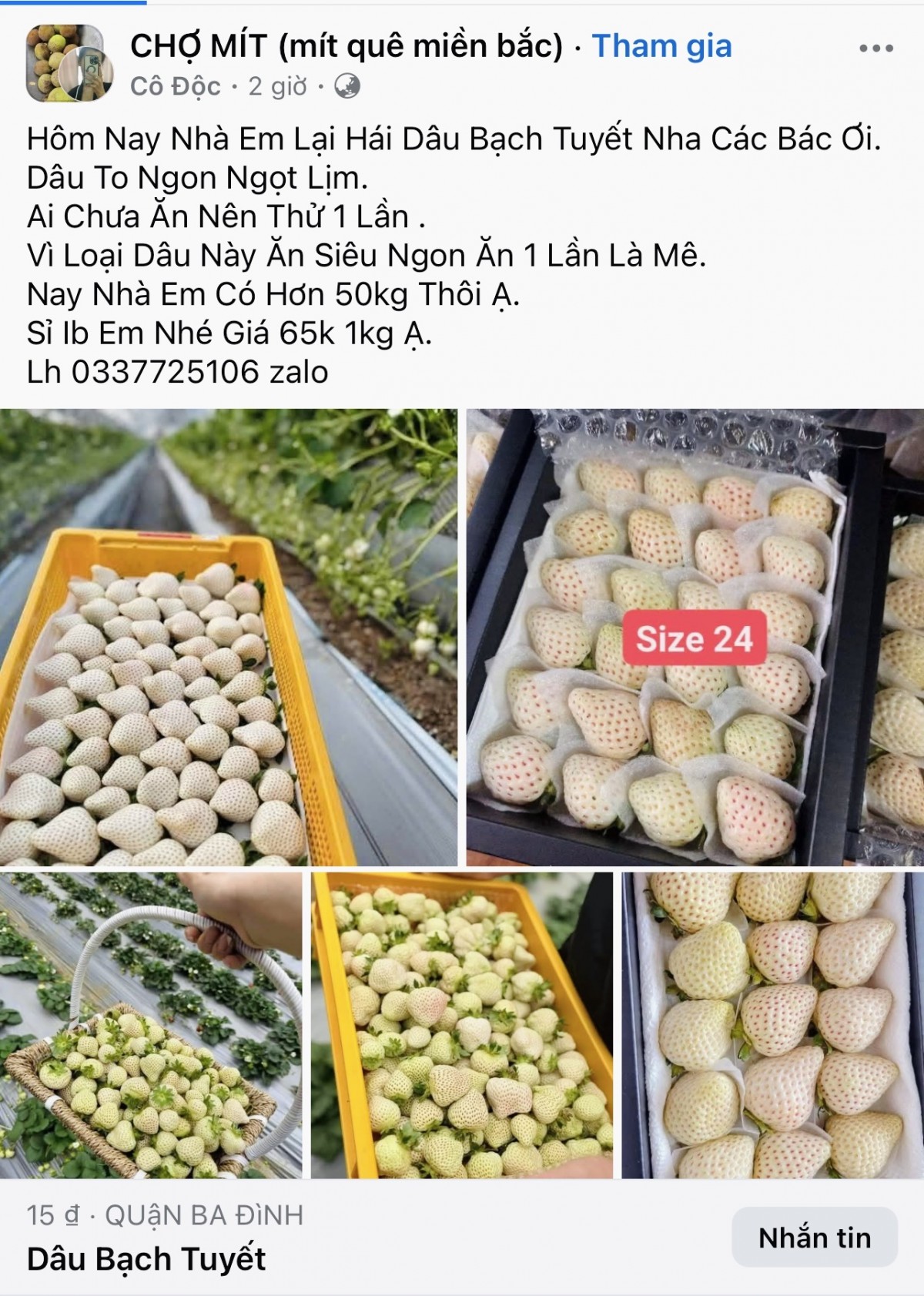 Dâu tây Bạch Tuyết được rao bán giá rẻ trên mạng. Ảnh chụp màn hình Dâu tây Bạch Tuyết được rao bán giá rẻ trên mạng. Ảnh chụp màn hình