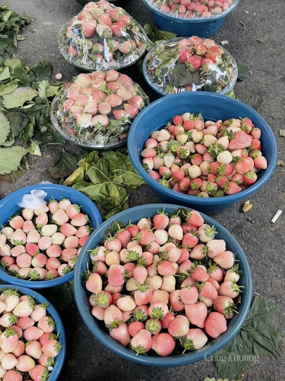 Dâu tây Bạch Tuyết hút người mua vì bắt mắt và vị thơm ngọt nhẹ. Ảnh: Nguyễn Vân Dâu tây Bạch Tuyết hút người mua vì bắt mắt và vị thơm ngọt nhẹ. Ảnh: Nguyễn Vân