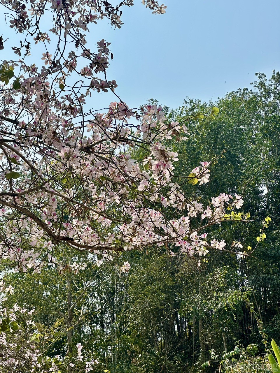 Điện Biên: Náo nức trước ngày hội lớn Điện Biên: Náo nức trước ngày hội lớn