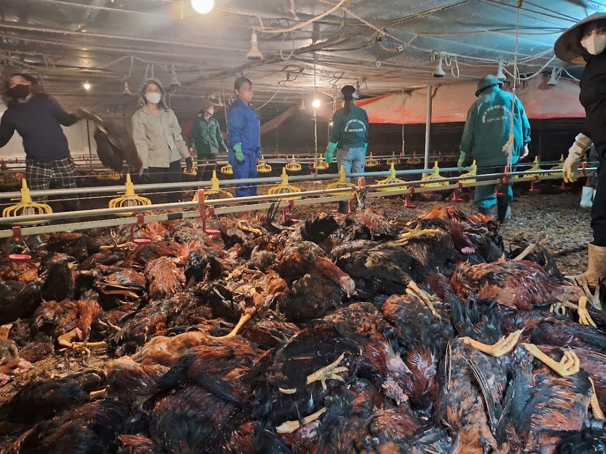 gà chết hương khê hà tĩnh