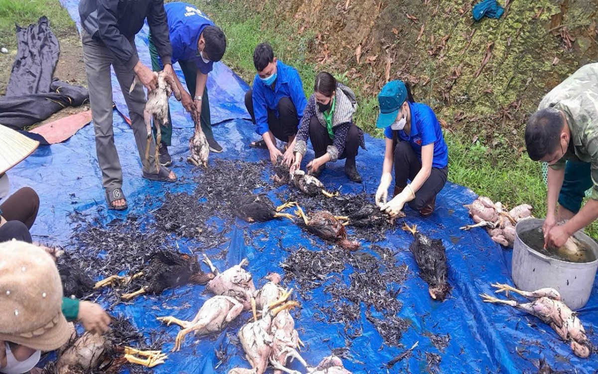 gà chết hương khê hà tĩnh