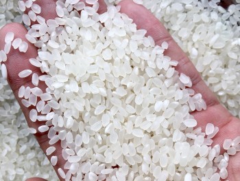 Lô gạo phát thải thấp sẽ xuất khẩu sang Nhật vào 5/6 với giá cao
