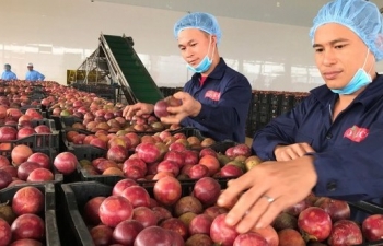 Khai thác FTA: Định hình nông nghiệp Việt Nam phát triển bền vững