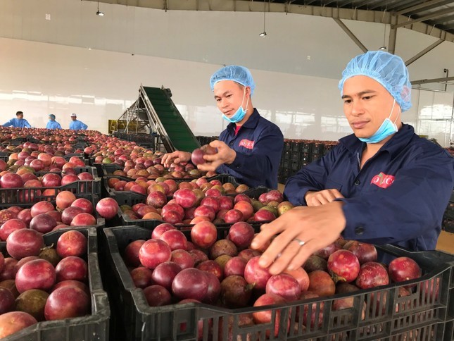 Doanh nghiệp Việt còn gặp khó khăn trong việc đáp ứng các yêu cầu về truy xuất nguồn gốc và chất lượng sản phẩm theo tiêu chuẩn của EU. Ảnh minh họa