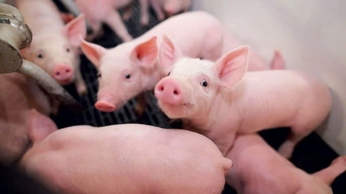 Giá heo hơi hôm nay 20/3/2025: Cả nước thấp nhất 71.000 đồng/kg Giá heo hơi hôm nay 20/3/2025: Cả nước thấp nhất 71.000 đồng/kg