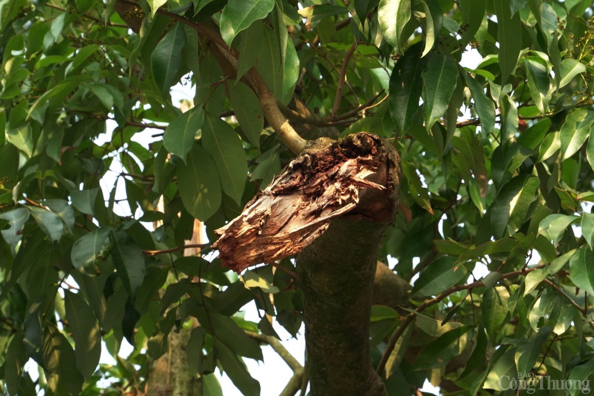 Thăm cây vải Tổ có tuổi đời gần 2 thập kỷ