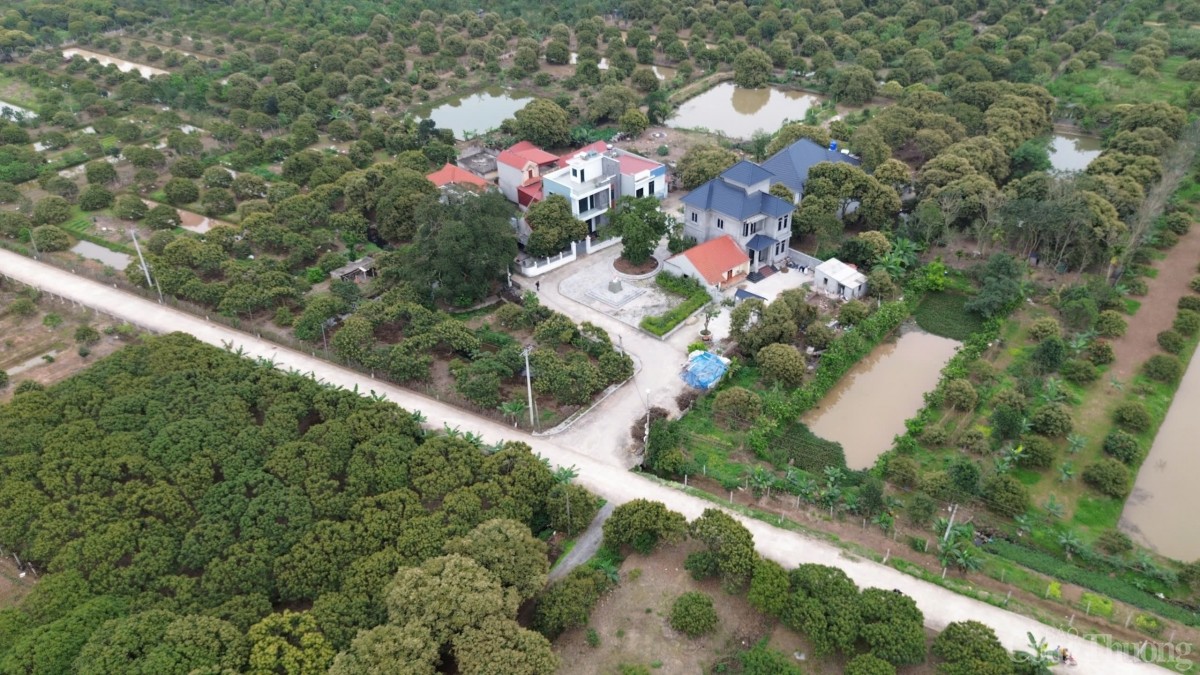 Thăm cây vải Tổ có tuổi đời gần 2 thập kỷ