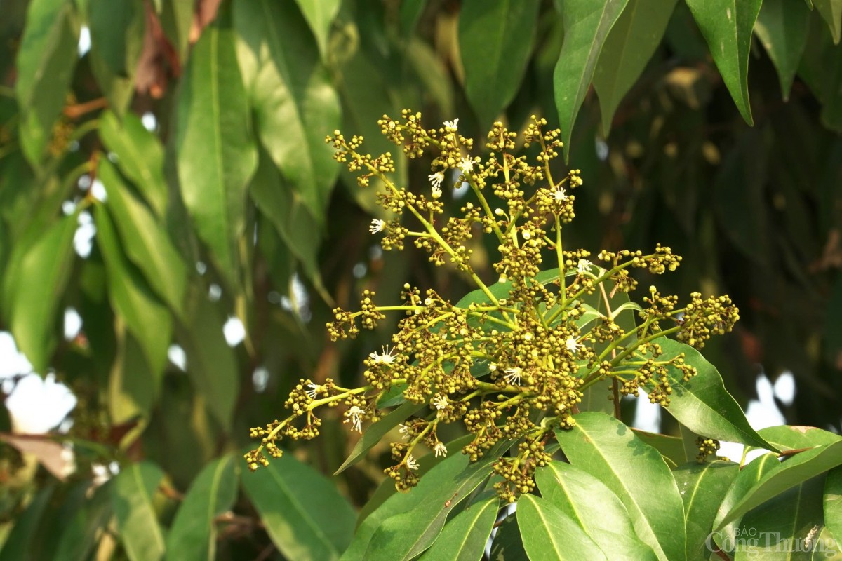 Thăm cây vải Tổ có tuổi đời gần 2 thập kỷ