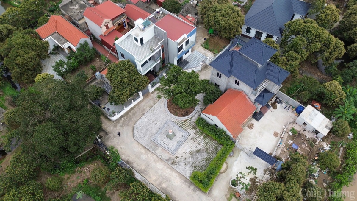 Thăm cây vải Tổ có tuổi đời gần 2 thập kỷ