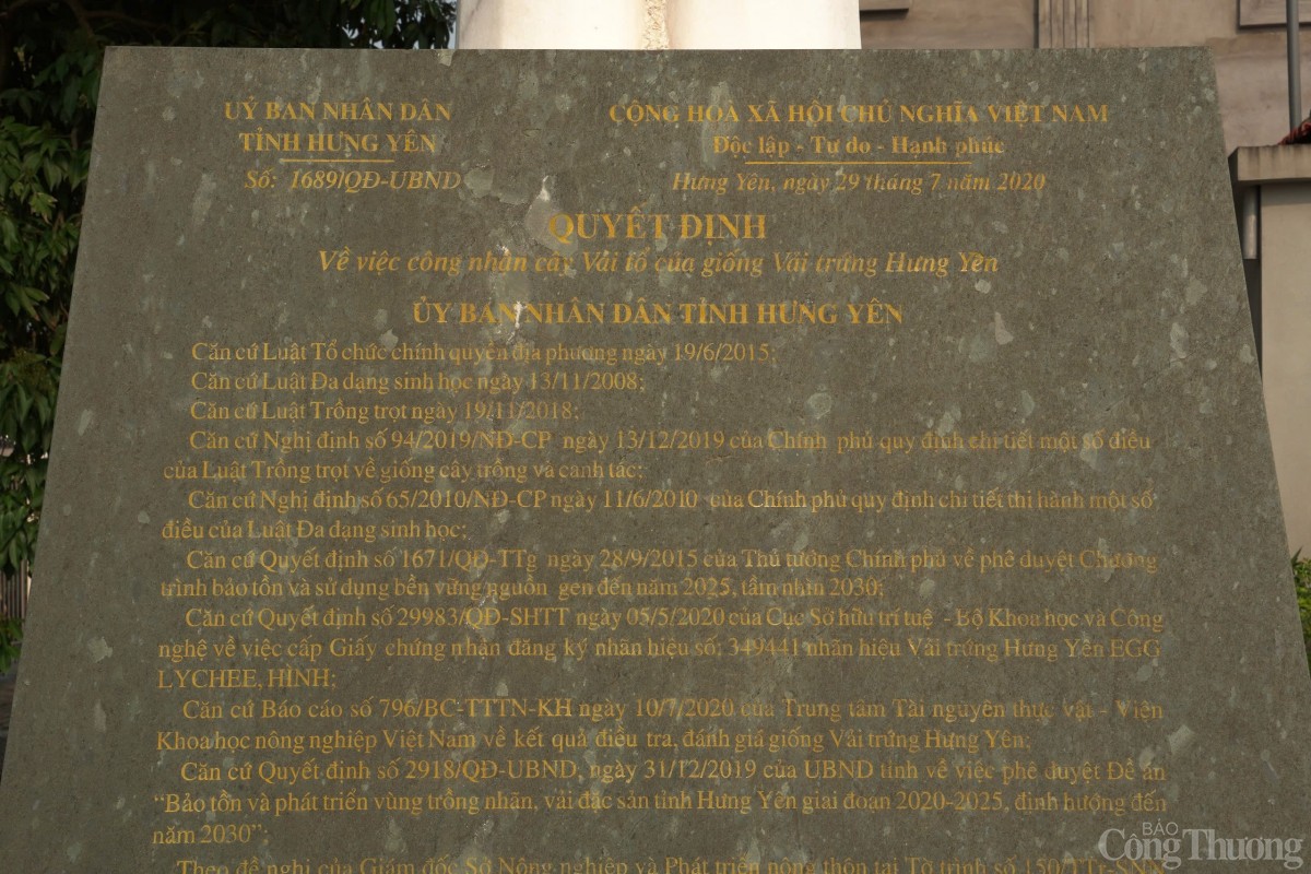 Thăm cây vải Tổ có tuổi đời gần 2 thập kỷ