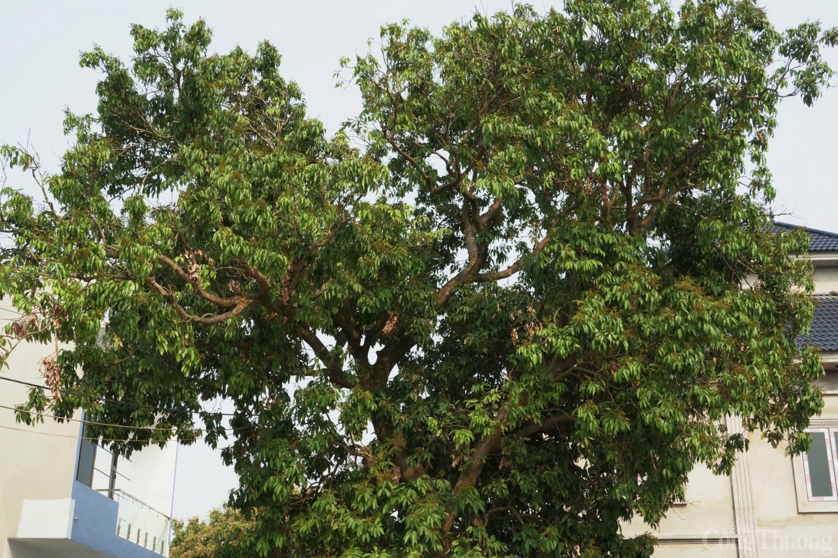 Thăm cây vải Tổ có tuổi đời gần 2 thập kỷ