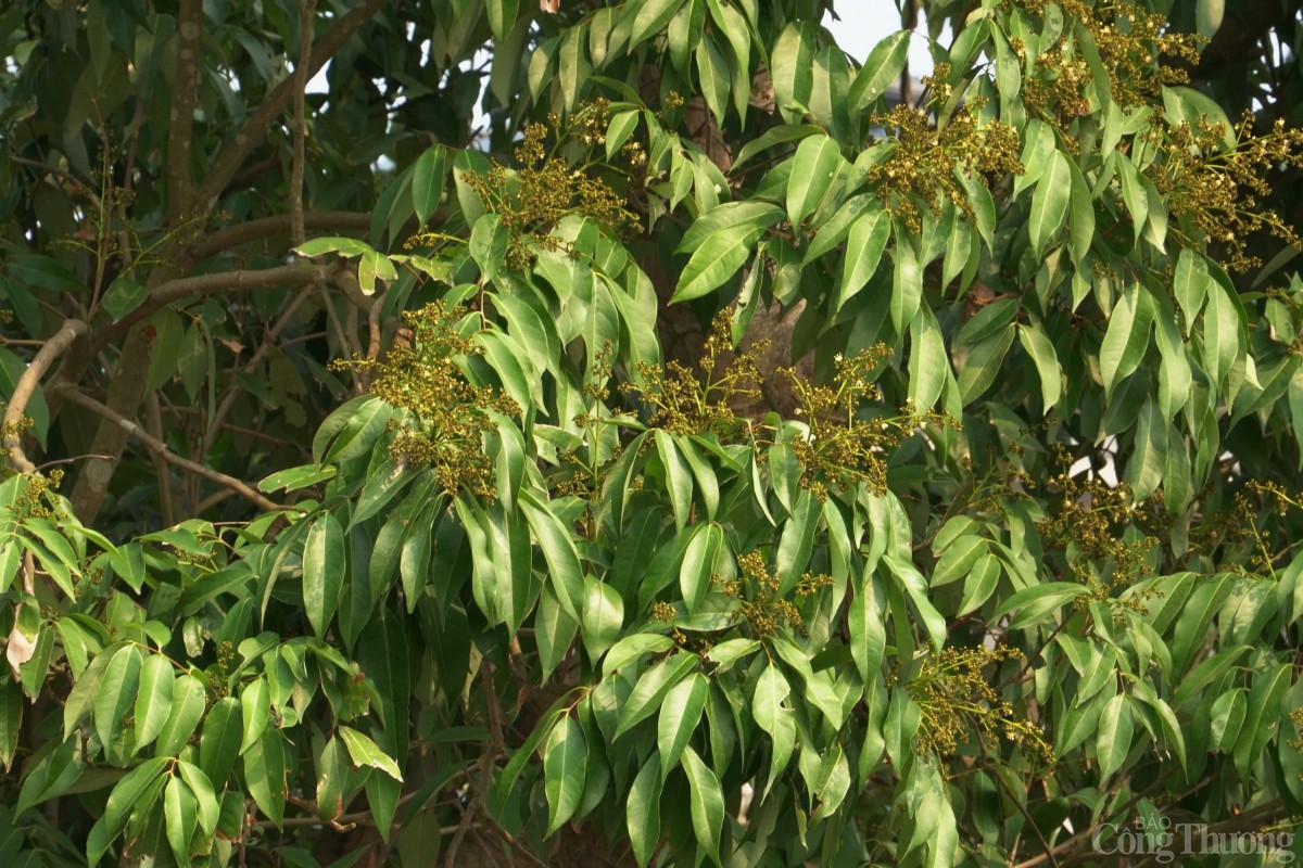 Thăm cây vải Tổ có tuổi đời gần 2 thập kỷ