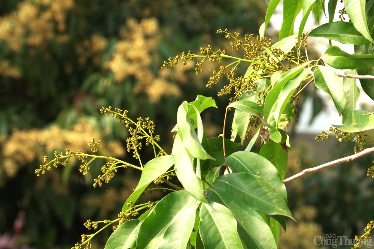 Thăm cây vải Tổ có tuổi đời gần 2 thập kỷ