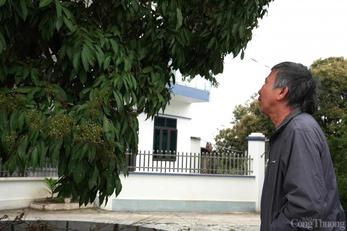 Thăm cây vải Tổ có tuổi đời gần 2 thập kỷ