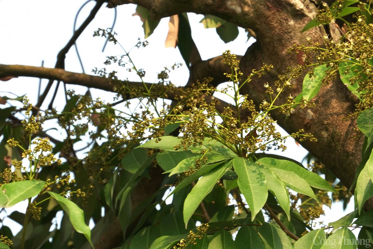 Thăm cây vải Tổ có tuổi đời gần 2 thập kỷ