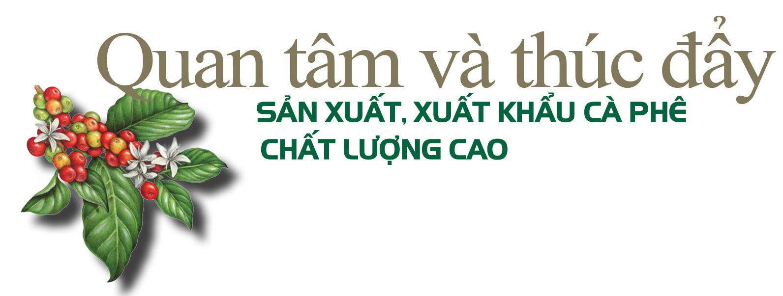Longform | Sơn La: Cà phê Bích Thao và hành trình xây dựng thương hiệu Longform | Sơn La: Cà phê Bích Thao và hành trình xây dựng thương hiệu