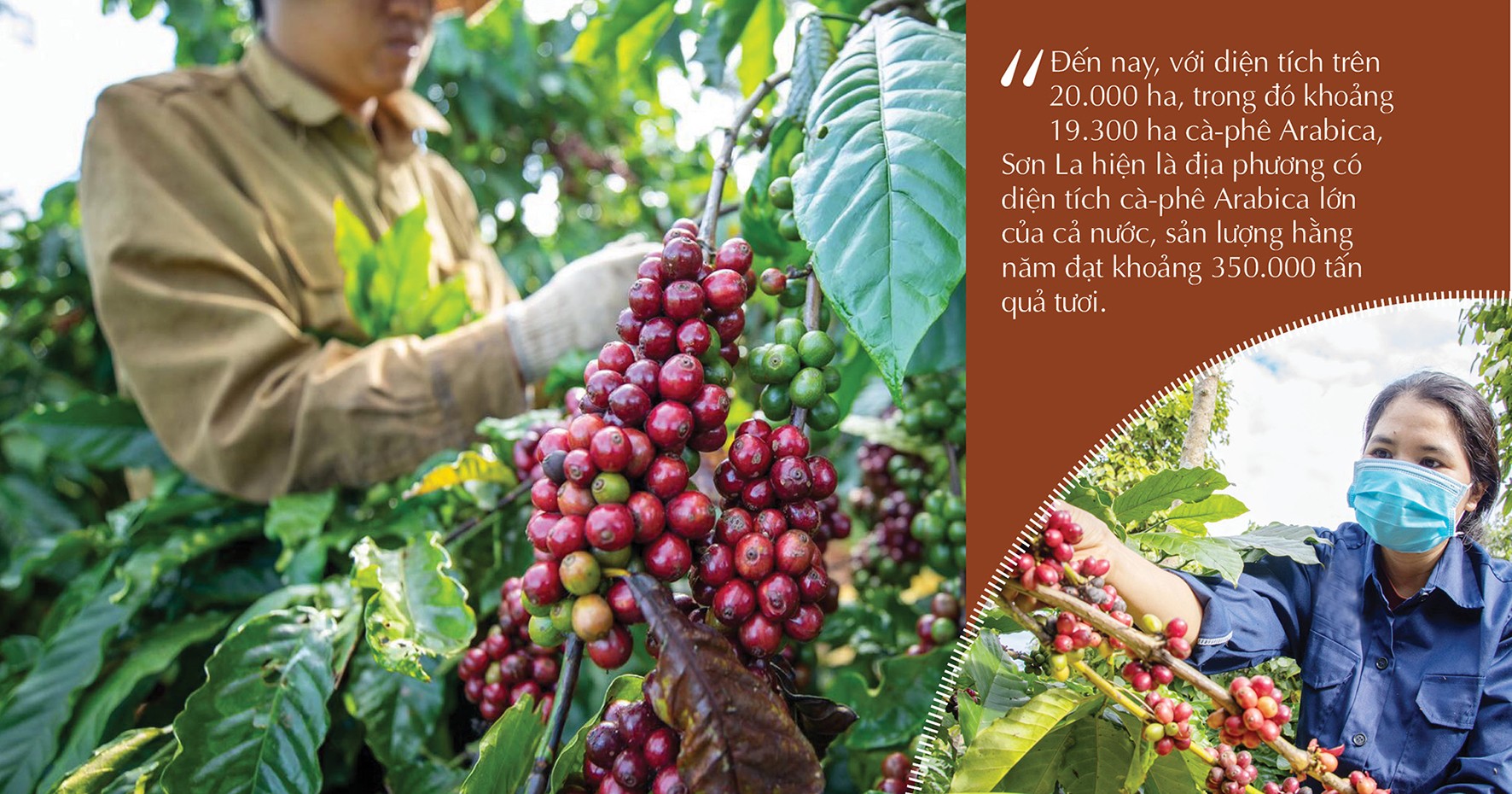 Longform | Sơn La: Cà phê Bích Thao và hành trình xây dựng thương hiệu Longform | Sơn La: Cà phê Bích Thao và hành trình xây dựng thương hiệu