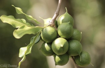 Huyện Tuần Giáo và giấc mơ “thủ phủ” mắc ca Tây Bắc