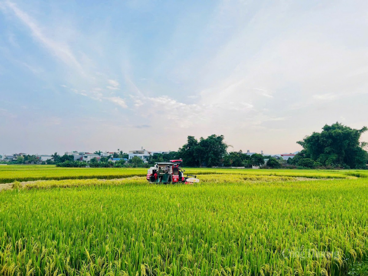 Gỡ đầu ta cho nông sản Điện Biên - Bài 3: