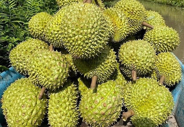 tính đến hết quý I/2025, xuất khẩu sầu riêng chỉ thu về 98 triệu USD