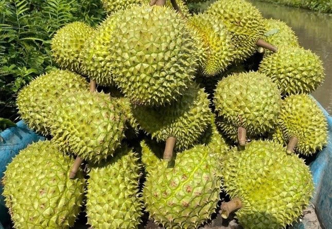 Sầu riêng Việt Nam vẫn gặp khó trên đường xuất khẩu Sầu riêng Việt Nam vẫn gặp khó trên đường xuất khẩu