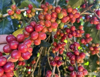 Giá cà phê xuất khẩu lập đỉnh thu về 2,28 tỷ USD