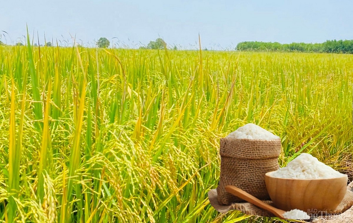 Giá lúa gạo hôm nay ngày 4/4: Lúa tươi biến động nhẹ