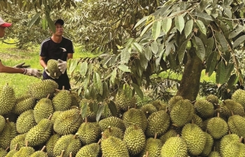 Chủ tịch Vinafruit lý giải nguyên nhân giá sầu riêng ‘leo thang’