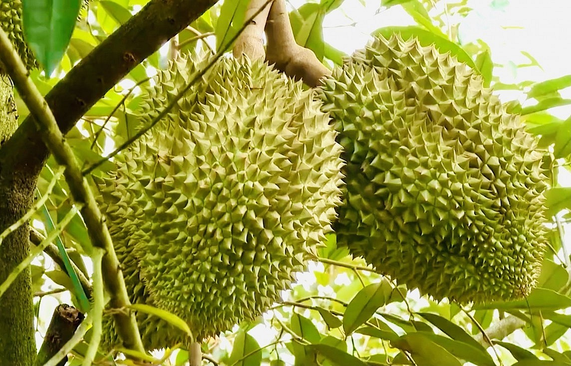 Sầu riêng tươi không phải ký lại Nghị định thư. Ảnh: Lan Anh Sầu riêng tươi không phải ký lại Nghị định thư. Ảnh: Lan Anh