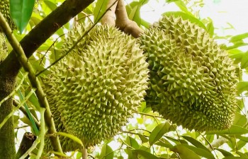 Sầu riêng tươi không phải ký lại Nghị định thư