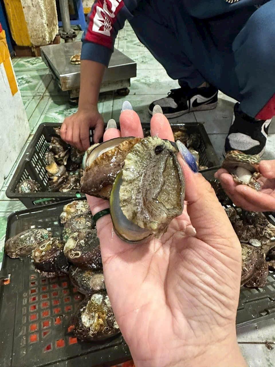 Bào ngư - hải sản thượng hạng nay giá rẻ bất ngờ Bào ngư - hải sản thượng hạng nay giá rẻ bất ngờ