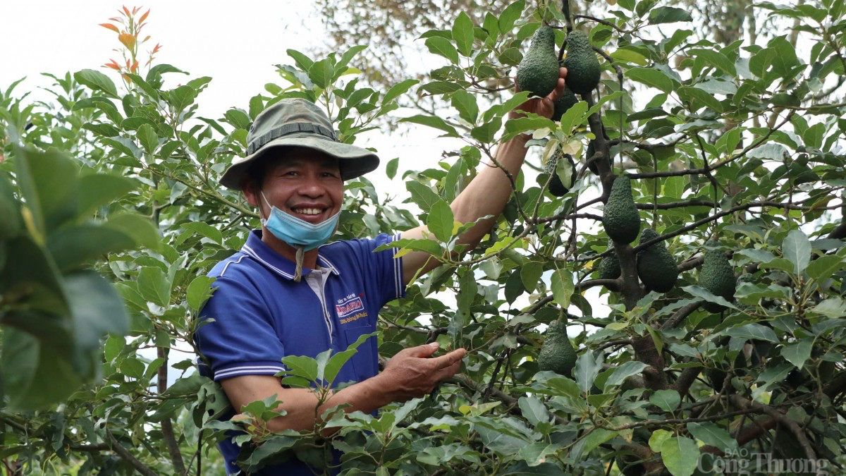 Quảng bá bơ Lâm Đồng trên chuyến bay Việt Nam - Hàn Quốc