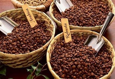 Việt Nam là nước sản xuất cà phê Robusta lớn nhất thế giới, với khoảng 97% sản lượng cà phê trong nước là Robusta. Ảnh minh họa Việt Nam là nước sản xuất cà phê Robusta lớn nhất thế giới, với khoảng 97% sản lượng cà phê trong nước là Robusta. Ảnh minh họa