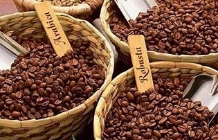 Canh tác mới: Cà phê, hồ tiêu tiến hay lùi?