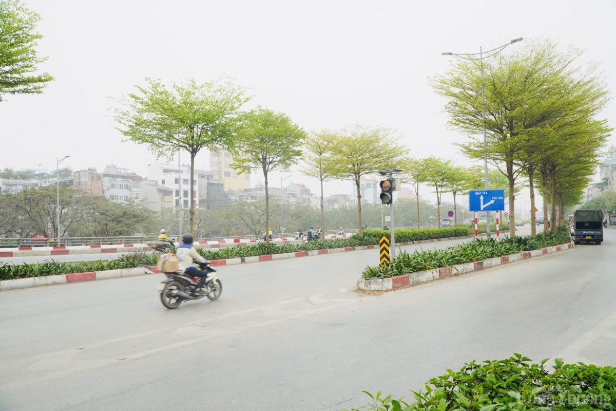 Gần đây, sự xuất hiện của cây bàng lá nhỏ đã tạo nên một diện mạo mới, xanh mát và hiện đại cho Thủ đô. Loài cây này không chỉ góp phần làm đẹp cảnh quan mà còn mang lại nhiều lợi ích thiết thực cho môi trường và cuộc sống đô thị.