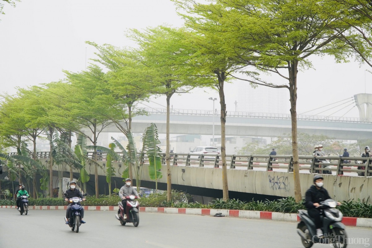 Cây bàng lá nhỏ, còn được biết đến với tên gọi bàng Đài Loan, là loại cây thân gỗ cỡ vừa, có tán lá mọc theo hướng chếch lên, tạo thành các tầng rõ rệt.