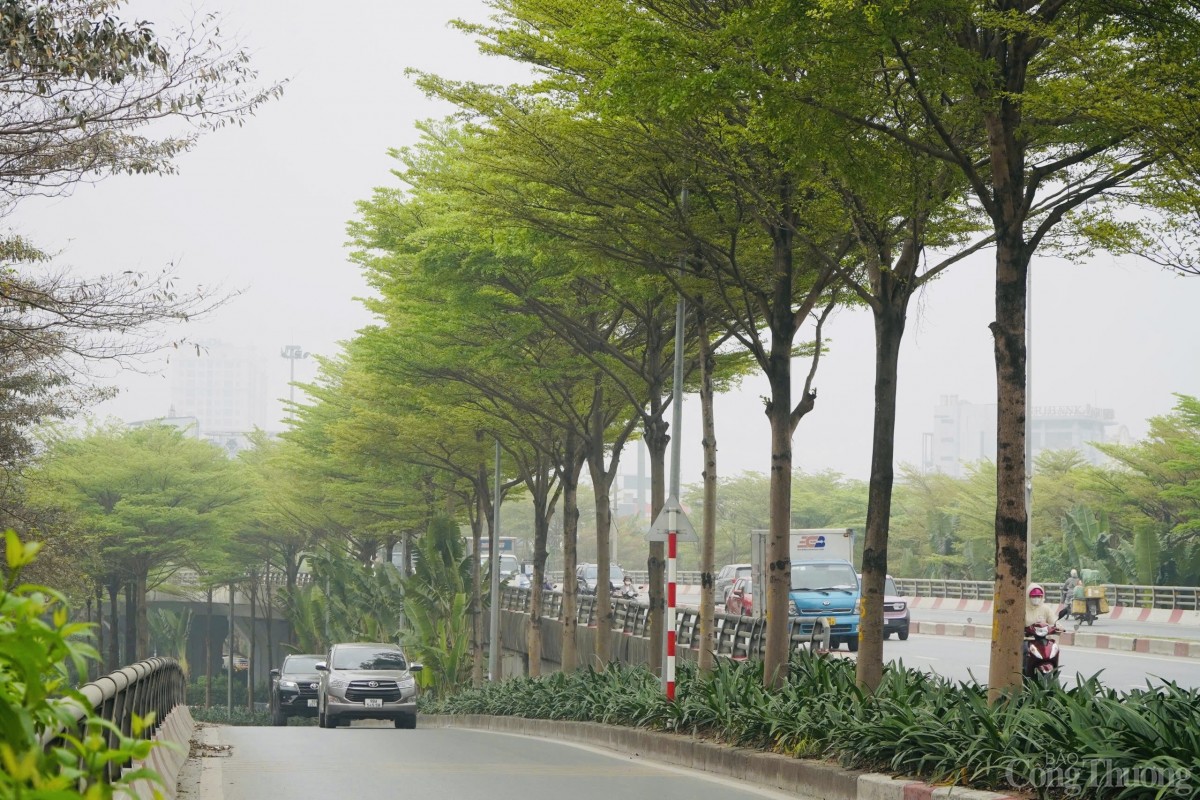 Những hàng cây xanh mướt, đều tăm tắp không chỉ tạo bóng mát mà còn làm dịu đi cái nắng gay gắt của mùa hè Hà Nội.