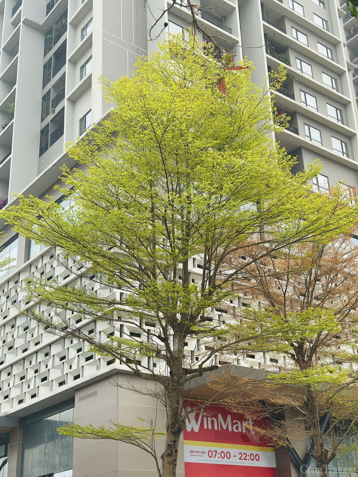 Đặc biệt, tán lá phân tầng giúp cây hấp thụ bụi và giảm tiếng ồn từ giao thông, góp phần cải thiện chất lượng không khí và môi trường sống cho người dân đô thị.