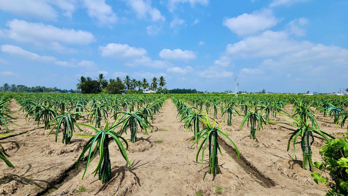 70% hộ trồng thanh long tại Tiền Giang chuyển sang sử dụng đèn Led, hiệu suất cao, tiết kiệm điện. 70% hộ trồng thanh long tại Tiền Giang chuyển sang sử dụng đèn Led, hiệu suất cao, tiết kiệm điện.