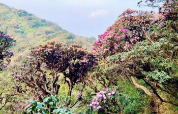 Lai Châu: Mùa hoa đỗ quyên khoe sắc