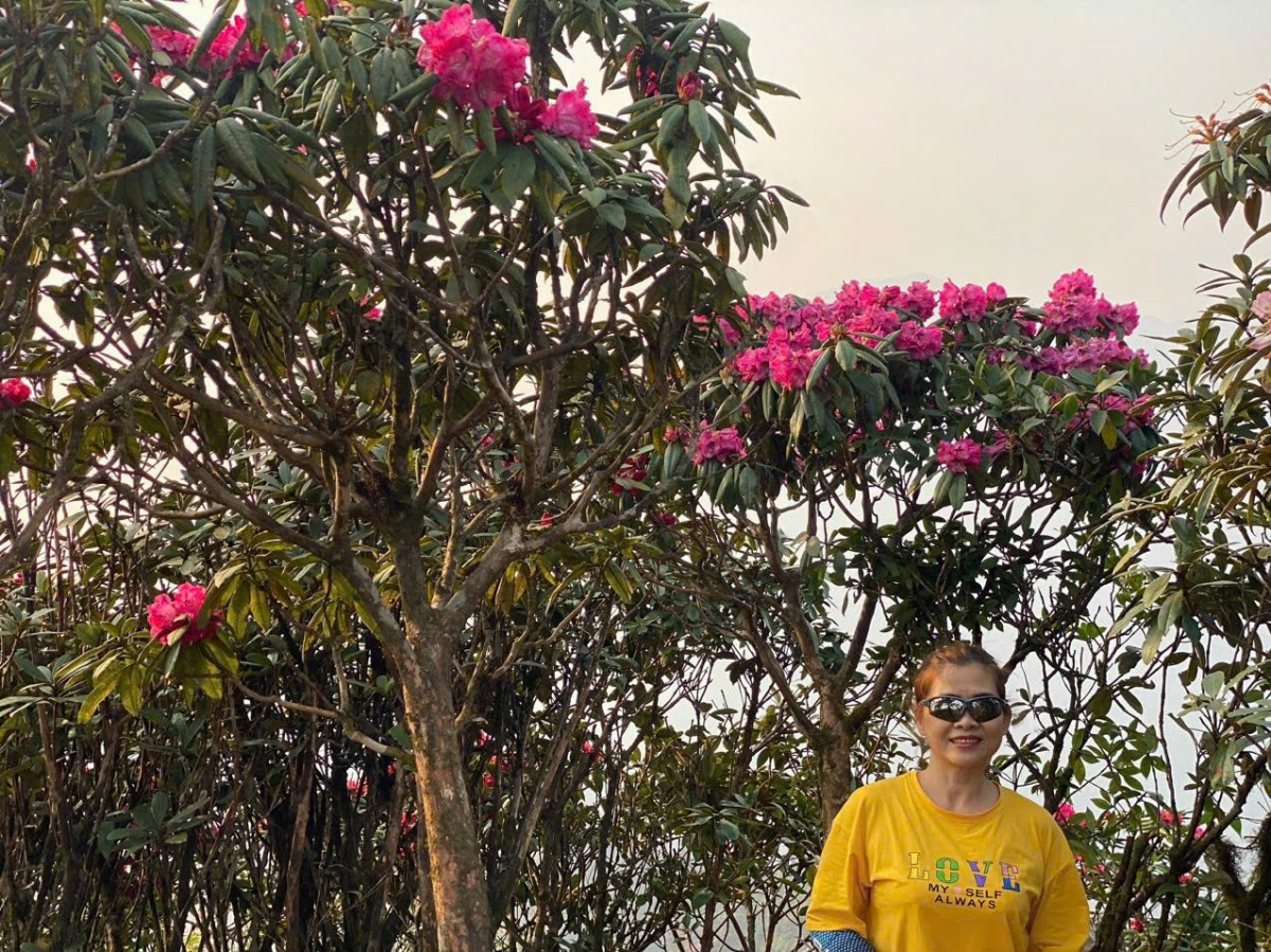 Lai Châu: Mùa hoa đỗ quyên khoe sắc Lai Châu: Mùa hoa đỗ quyên khoe sắc