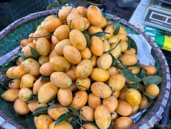 Quả thanh trà vào mùa, gây 'sốt' bởi mức giá siêu rẻ