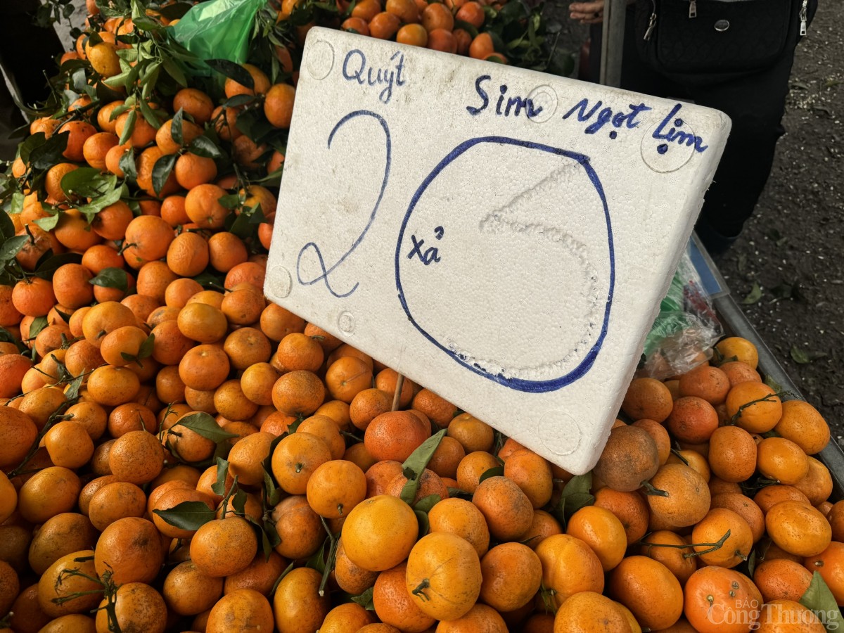 Quýt sim được bán với giá chỉ 20.000đ/kg trên các chợ đầu mối ở Hà Nội. Quýt sim được bán với giá chỉ 20.000đ/kg trên các chợ đầu mối ở Hà Nội.