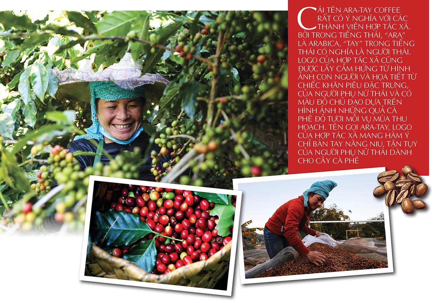 Longform | Cà phê Sơn La: Từ hạt thô đến thương hiệu đặc sản