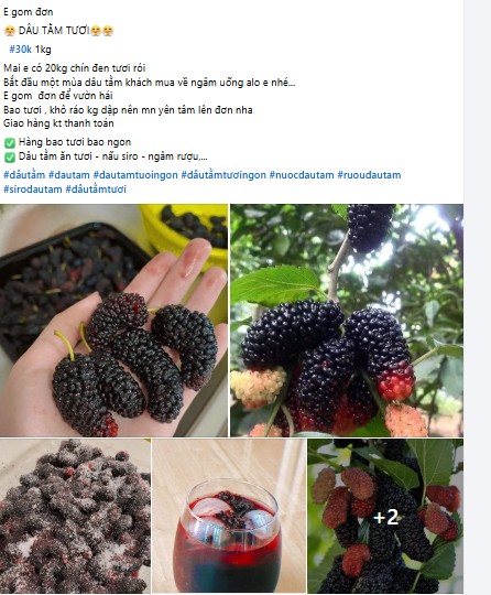 Dâu tằm vào mùa, giá rẻ chỉ từ 20.000 -50.000 đồng/kg