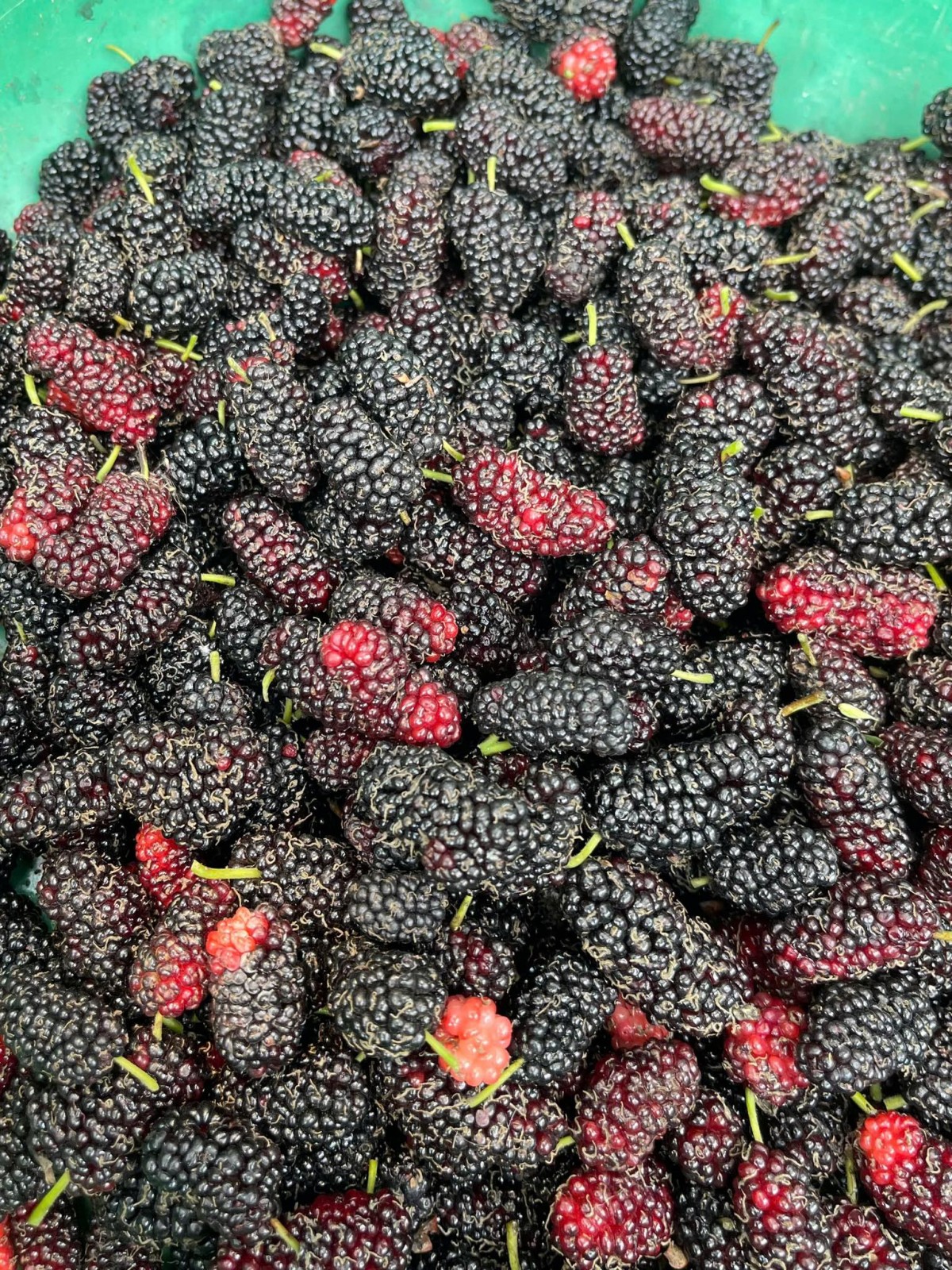 Dâu tằm vào mùa, giá rẻ chỉ từ 20.000 -50.000 đồng/kg